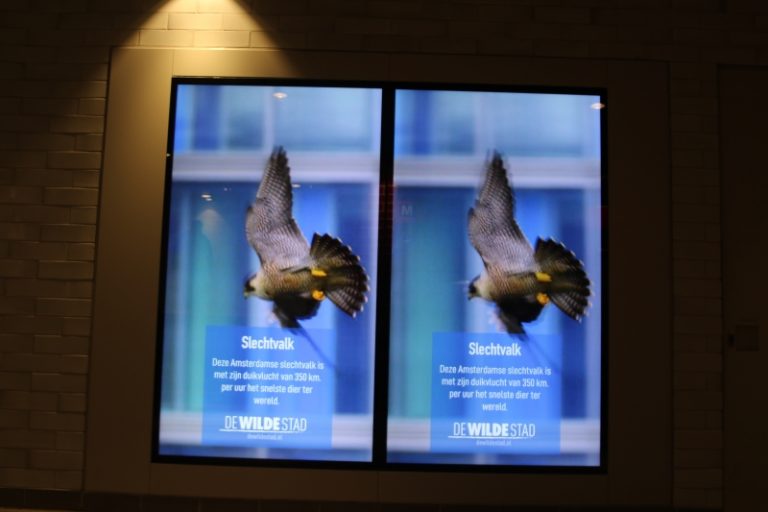 Digital signage in combinatie met IOT stelt merken en ondernemingen in staat om in realtime op maat gemaakte berichten aan doelgroepen te leveren.